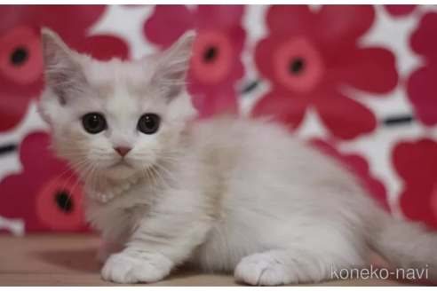 成約済の東京都のマンチカン(短足)-106558の3枚目
